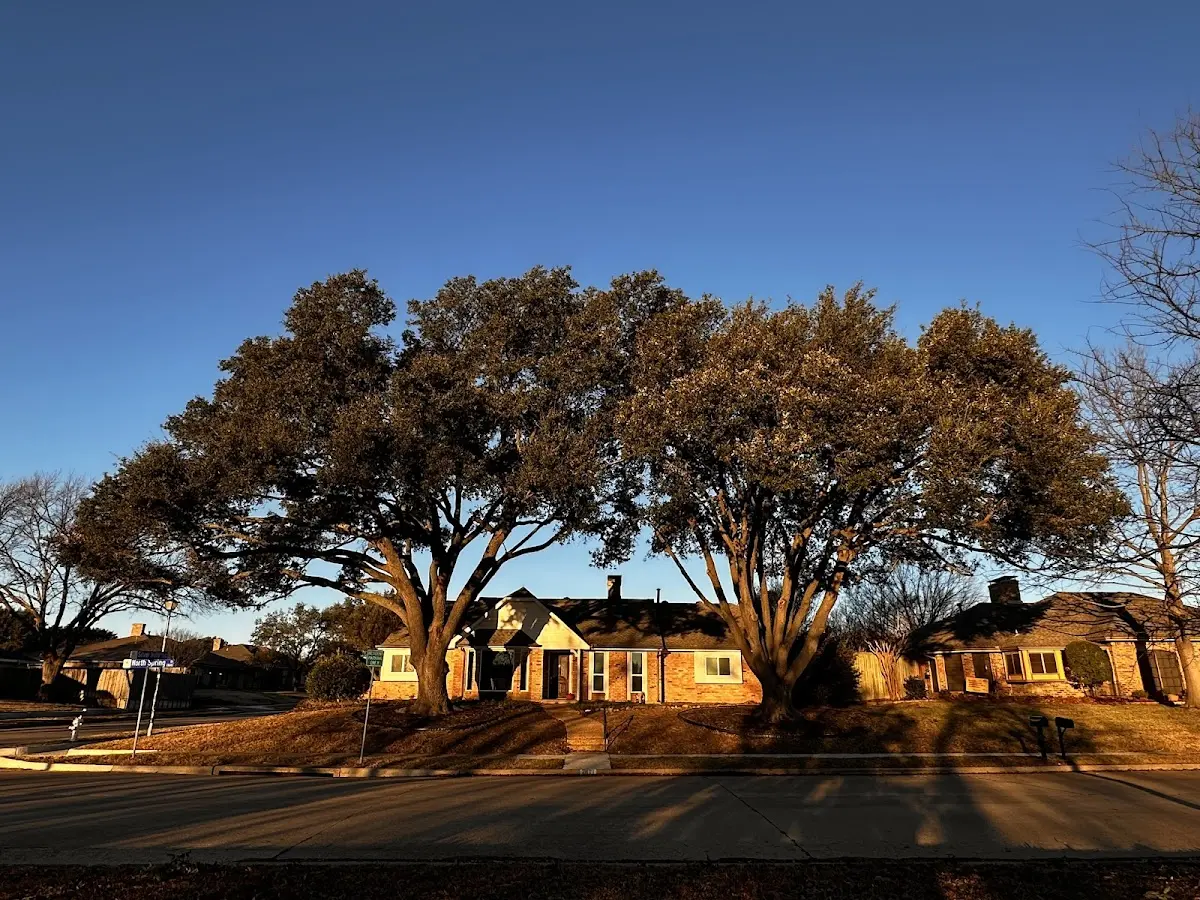 Established residential canopy tree shading a home in Laguna Woods